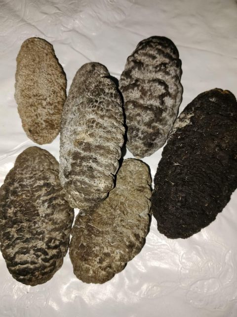 Dried Sea Cucumber Form Whole Drying Method Direct Sunlight Purity Clean From Dust And Sand Origin Indonesian, Indonesian Sea - Image 9