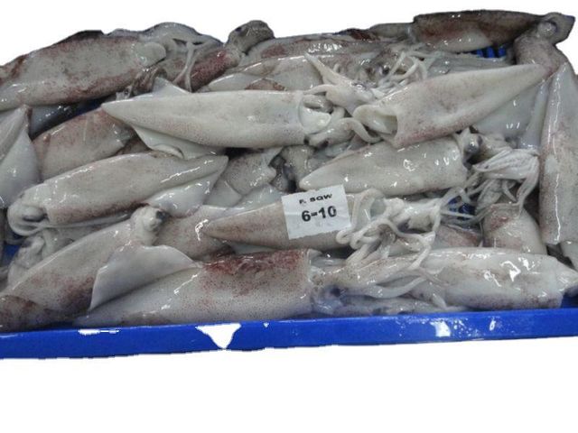 SQUID CUTTLEFISH OCTOPUS WHOLE CLEANED FROZEN SEAFOOD PRODUCT - Image 3