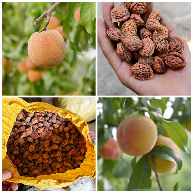 Peach Seeds for Plantation High Germination Rate Pakistan Supplier - Image 1