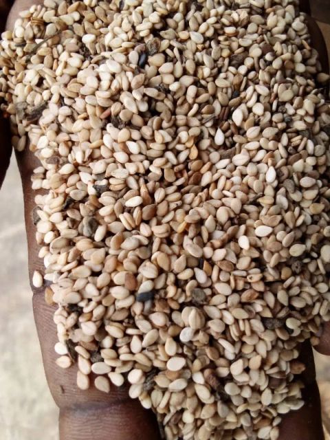 Premium export-quality sesame seeds - Image 4
