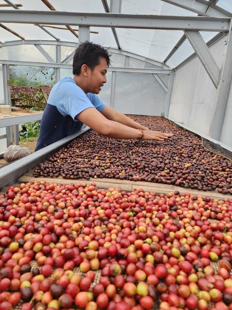Coffee & Coffee Bean Price Per Kilogram Usd 5 Supply Chain Reliability Dependable Quality Assurance Backed By Quality Assurance - Image 8