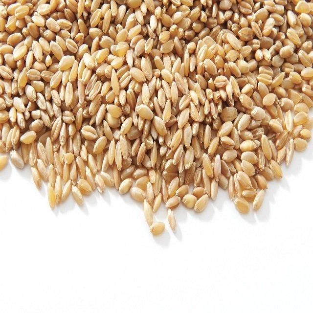 White Soft and Hard Wheat Grains for Sale - Image 3