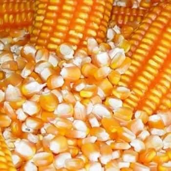 Top Quality White Corn/Maize for Animal Feed/Bulk Yellow-White Corn Suppliers. WHATSAPP +255787979235 - Image 3