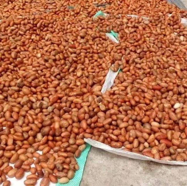 Bitter Kola Nuts Place of Origin - Image 3