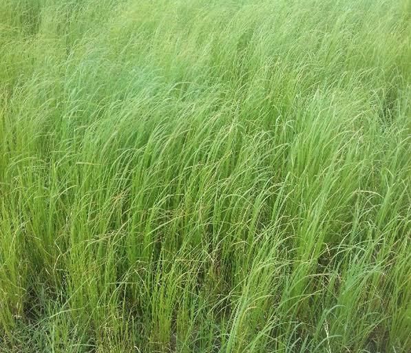 White Teff Grain - Image 2
