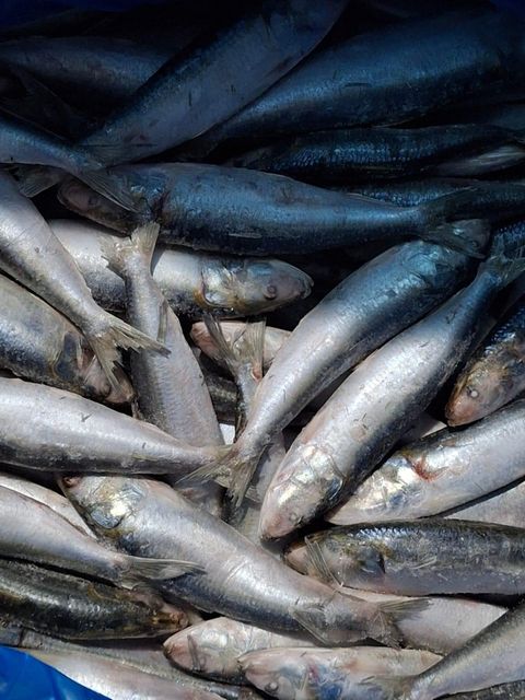 bait sardines - Image 1