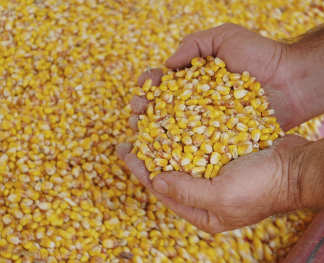 Yellow Corn / Maize Animal Feed (Export to SE Asia & North Africa) - Image 1