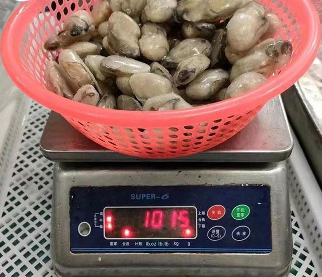 SD IQF New Season Fresh Frozen oyster Meat - Image 4