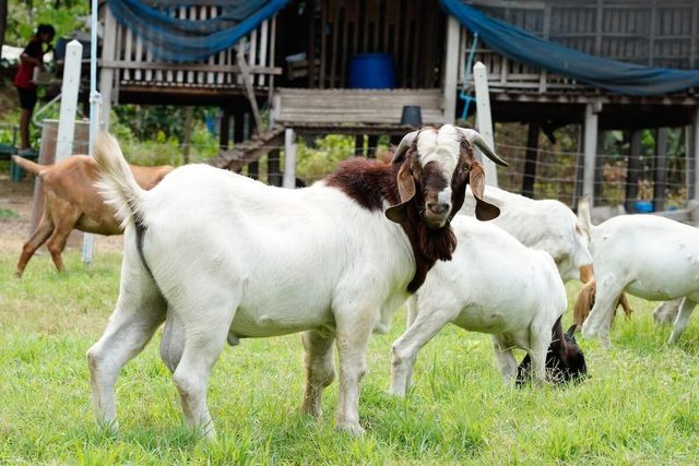 Premium Live Boer Goat Healthy Farm Raised Meat Breed Ready For Breeding Strong Genetics Wholesale Price - Image 1