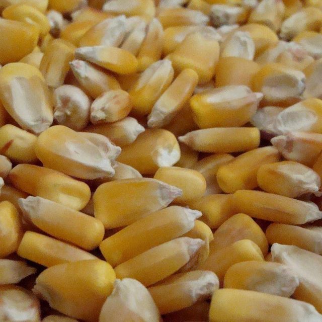 Export Quality Yellow Corn Maize Natural Dry Corn Kernels for Poultry Feed Livestock Feed and Food Industry - Image 5