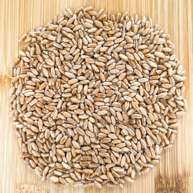 Milling Grade Durum Wheat With Uniform Wheat Size And Purity For International Grain Buyers - Image 2