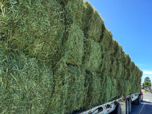 Suppliers High Quality Alfafa Hay for Animal Feeding Stuff Alfalfa / Timothy / Alfalfa Hay for Sale - Image 3