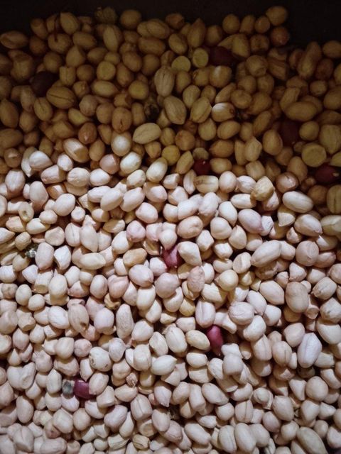 Groundnut Kernels - Image 1