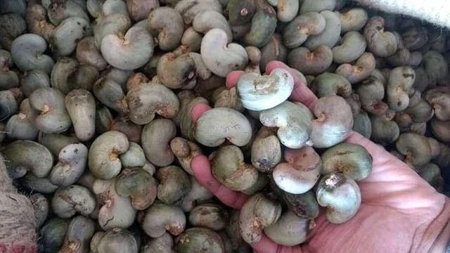 RAW CASHEW NUTS WITH SHELL - Image 3