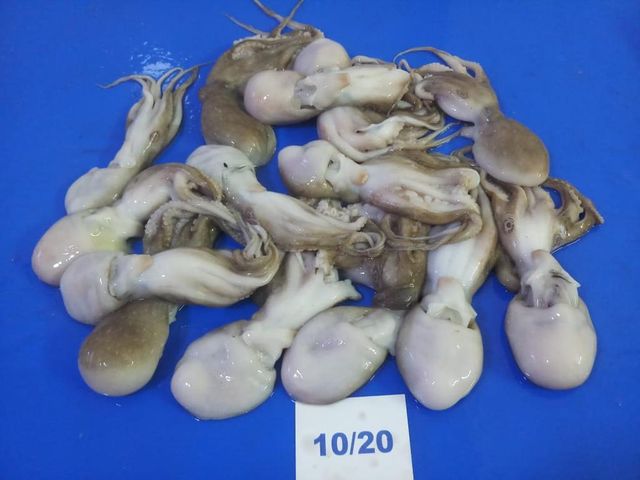 Amaze Seafood Trade - Offering Frozen Baby Octopus whole and cleaned - Image 4