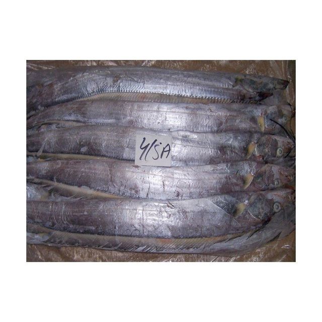 Wholesale Frozen Ribbon fish bulk supply affordable price fresh catch - Image 3