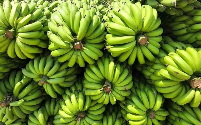 G9 banana Buying Leads, Buyers & Importer - Image 2