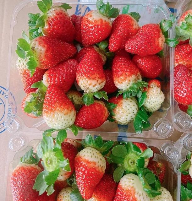 New Crop Premium grade Strawberry - Wholesale Natural Sweet Delicious Red Fresh Strawberry Vietnam Origin at Best Market Price – product photo 3, product detail gallery