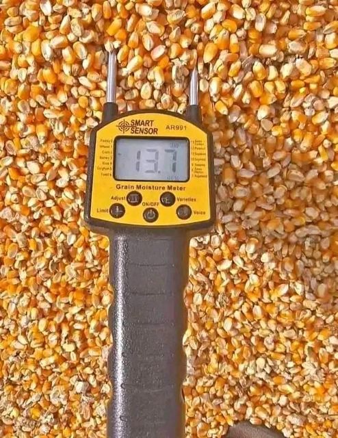 Premium Dried Shelled Corn for Export - Image 2