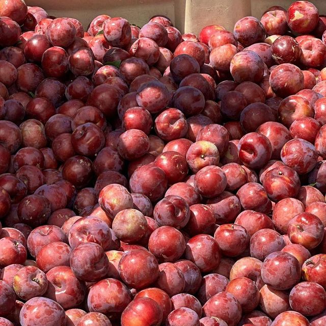 Fresh Stone Fruits, Nectarines, Peaches, Apricots and Plums for Sale!! Class 1 export quality Stones fruits for export – product photo 3, product detail gallery