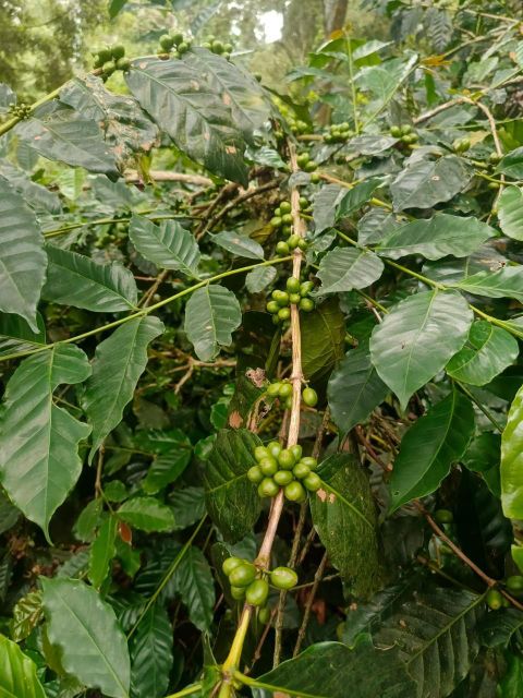premium Indonesian Green Bean Coffee - Image 2