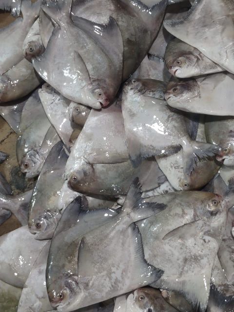 Fresh Chilled Chines pomfret Payment Terms LC & TT Shipping Method By Air - Image 3