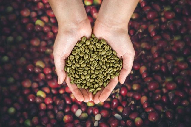 Robusta Coffee Grade Grade 1 Specialty Altitude 1,400 - 1,600 Masl Availability Limited (seasonal) Cupping Score Estimated 85+ - Image 1
