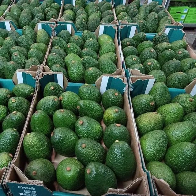 Newest Crop Fresh Avocado Fresh Vegetables With The Best Quality And Competitive Price From Viet Nam – product photo 5, product detail gallery
