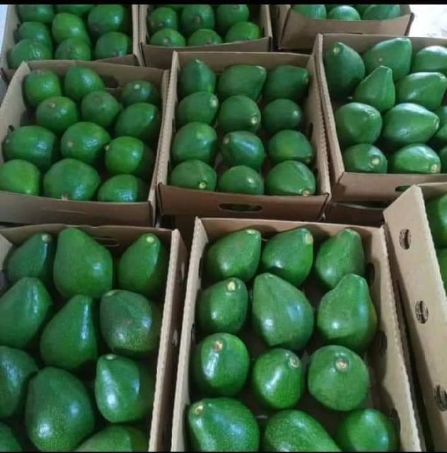 Avocado Fresh High Quality Supplier Best Organic Fruit whatsap +255787979235 - Image 3