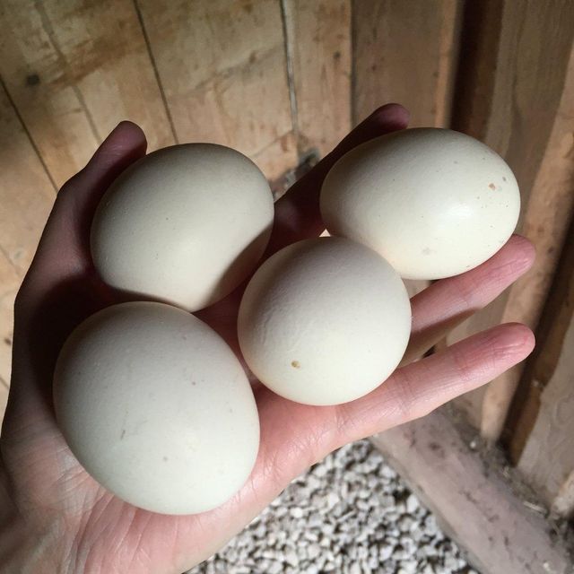 Fresh Table Eggs Packed With Omega 3 And Essential Minerals Premium Table Eggs For Gourmet And Baking - Image 4