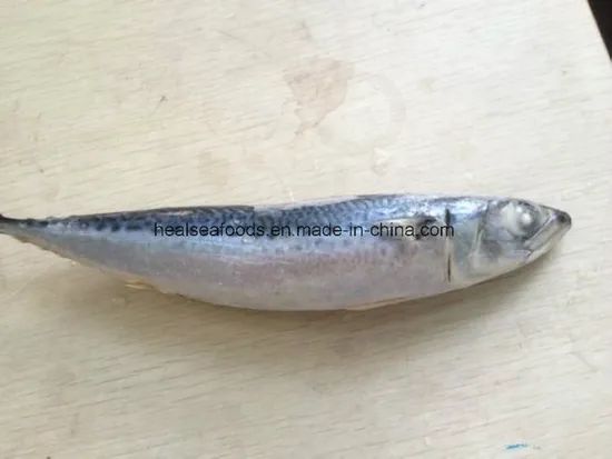 Frozen Chub Mackerel /Pacific Mackerel Resource Wild G.W. 10kgs/CTN N.W. 9.5kgs/CTN HS Code 03035400 Trademark healsea Model NO. - Image 3