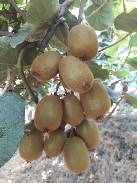 First class kiwi Place of Origin Iran Grade First class kiwi Product Type Kiwi Fruit Appearance High Quality Quality Level Grade One - Image 3