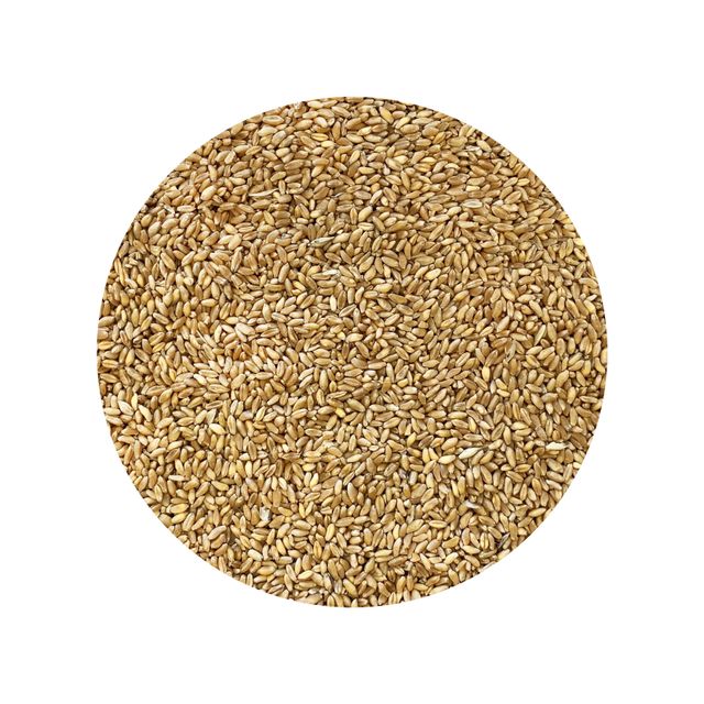 Natural Durum Wheat Grain For Industrial Flour Production With 12% - 14% Protein Content - Image 2
