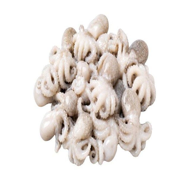 Low price frozen baby octopus whole provided for bulk purchase and quick delivery - Image 1