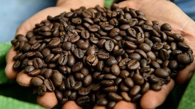 Hot Selling Premium Quality Robusta Arabica Coffee Beans Organic Direct Wholesale Green Roasted Blended Colored Dried Style Bulk - Image 3