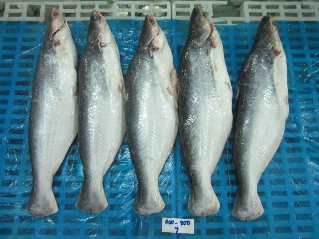 Frozen cassava leaves, frozen cassava, frozen taro, frozen tilapia, pangasius, okra, jackfuit ..... - Image 11