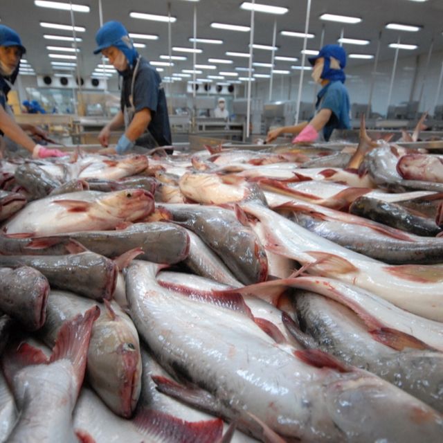 Basa Fish Fillet Filletfillet Frozen Basa Fish Fillet Origin Vietnam Style Iqf Frozen Fat Content Fat Off Shelf Life 24 - Image 2