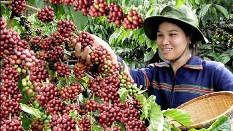 Coffee - Image 15