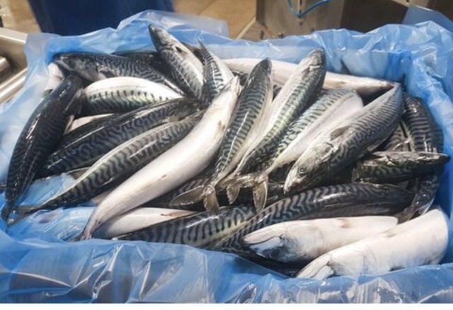 Frozen Mackerel Fish For sale in Bulk - Image 3