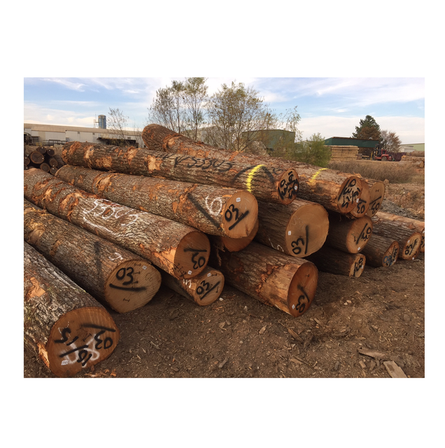 Wholesale Price Hardwood Supplier Red oak logs For Sale - Image 4