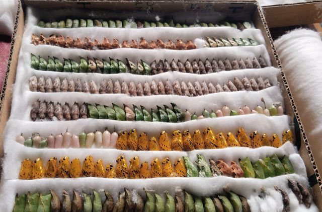 butterfly pupae Species Attacus Lorquini, Cethosia Biblis, Danaus Chrysippus, Danaus Juventa Manillana, Danaus Limniace, Doleschalia Bisaltide, Graphium Agamemnon, Hebomia Glaucippe, Hypolimnas Bolina, Idea Leuconoe, Pachliopta Kotzebuca, Papilio Demoleus, Papilio Lowi Up To 200, Papilio Lowi Up To - Image 1