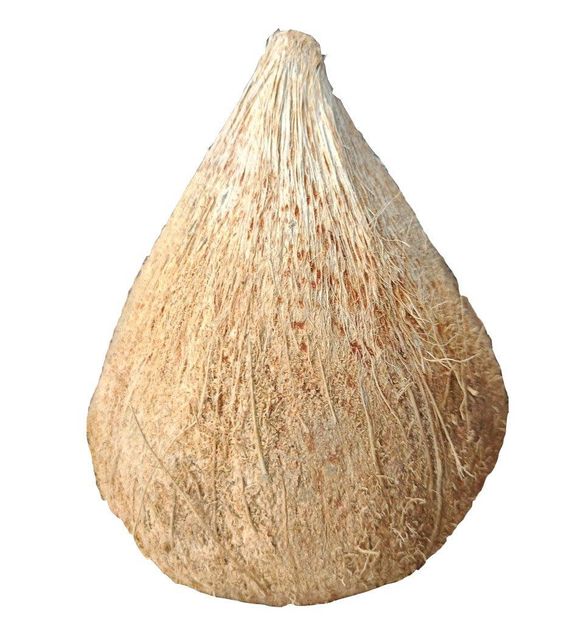 Semi husk mature coconut - Image 1