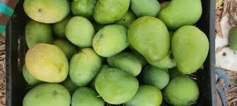 Hot Selling Best Quality Fresh Natural Healthy Mango Fruit Sweet Flavor Available At Wholesale in Reasonable Price - Image 4