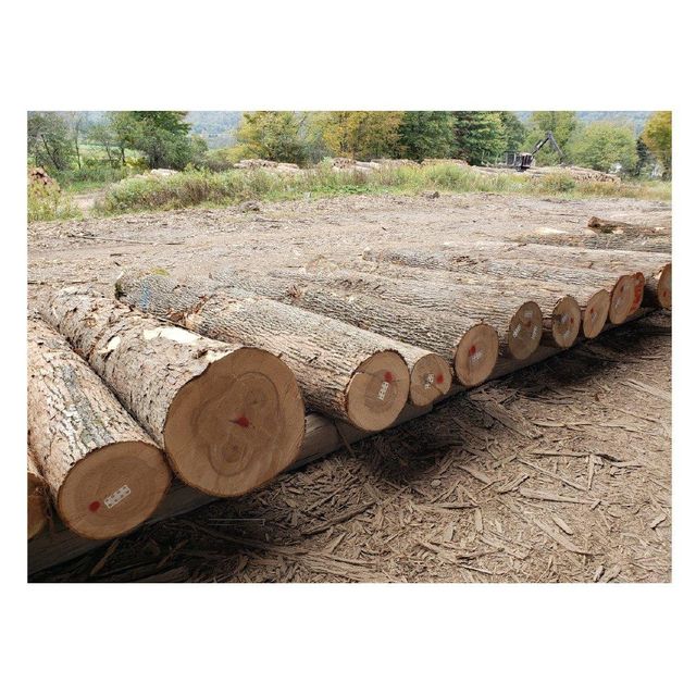Ash Wood Logs for Sale - Premium Firewood for Home and Industrial Use - Image 3
