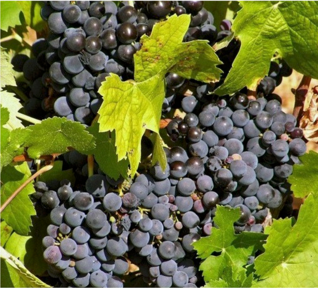 GRAPES - Image 4