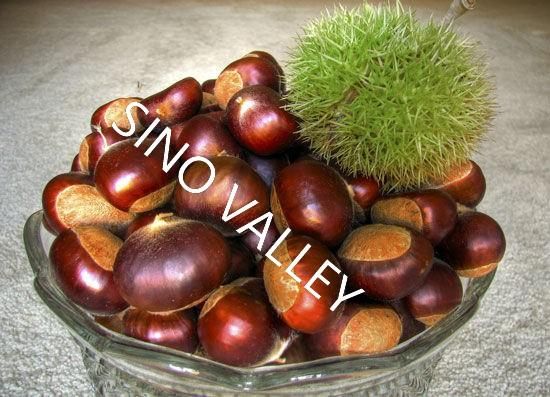 China Fresh Raw water Chestnut kernel Bulk | Premium Mount Tai Chestnut Supplier - Image 6