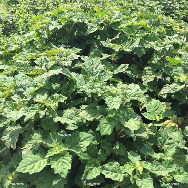 Patchouli Oil Certification Halal, Kosher, COSMOS Packaging 25 Kg Jerrycans / 200 Kg HDPE - Image 1