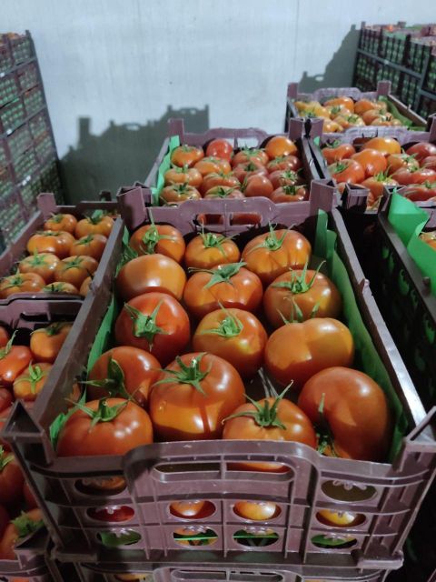 Fresh Tomato - Image 1