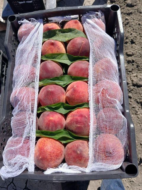 peach Form Fresh Color yellow Packaging box Origin Uzbekistan Flavor Juicy And Sweet Processing Method Harvested At Peak Ripeness - Image 4