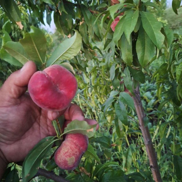 peach Form Fresh Color yellow Packaging box Origin Uzbekistan Flavor Juicy And Sweet Processing Method Harvested At Peak Ripeness - Image 3